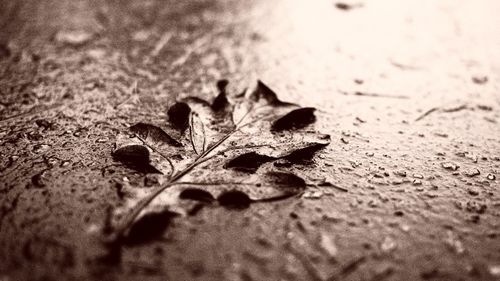 High angle view of leaf on sand