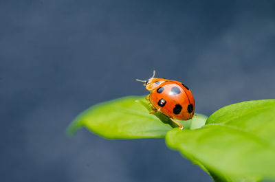 ladybug