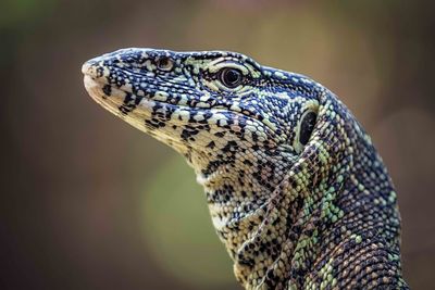 Close-up of reptile looking away outdoors