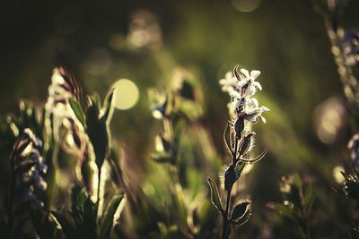 Close-up of plant against blurred background