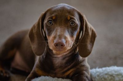 Close-up portrait of dog