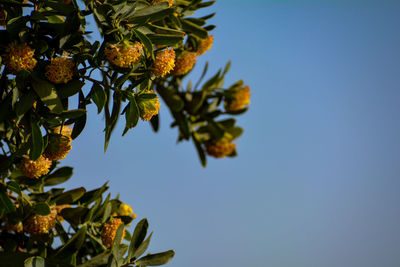 Low angle view of plant against clear sky