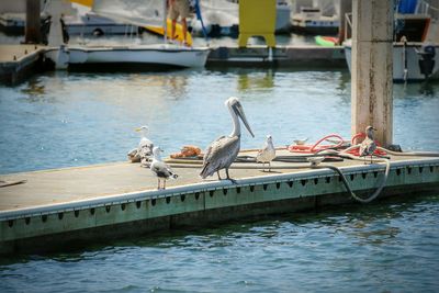 Pelican and seagulls perching on harbor at sea