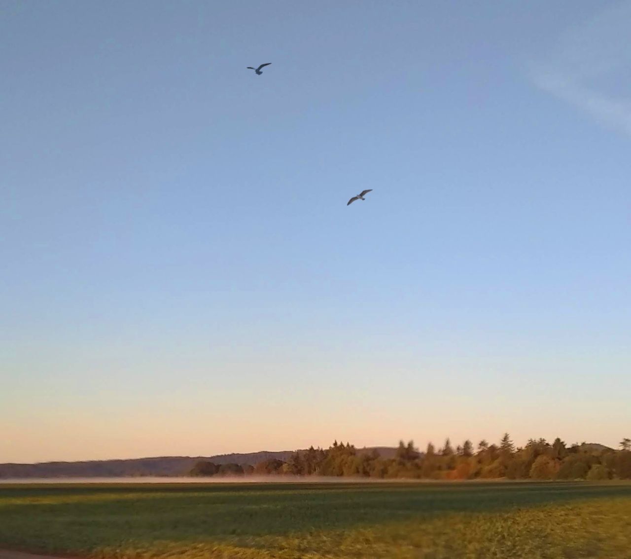 sky, animal themes, animal, bird, vertebrate, flying, animals in the wild, animal wildlife, environment, landscape, clear sky, beauty in nature, scenics - nature, no people, tranquility, tranquil scene, one animal, nature, copy space, outdoors