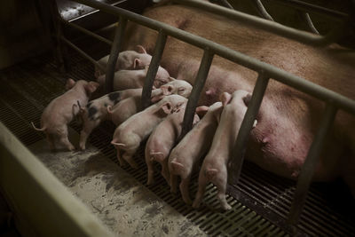 Female pig with suckling piglets at farm