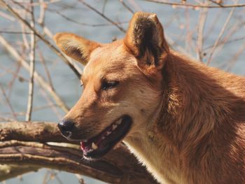 Close-up of a dog looking away