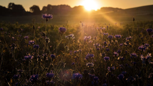 Purple flowering plants on field against sky during sunset