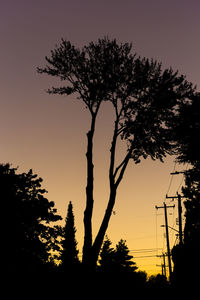 Low angle view of silhouette trees against sky during sunset