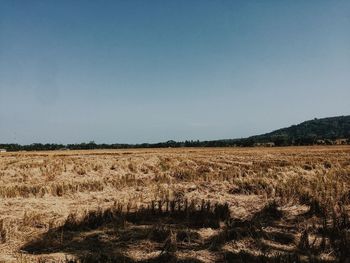 Scenic view of field against clear sky