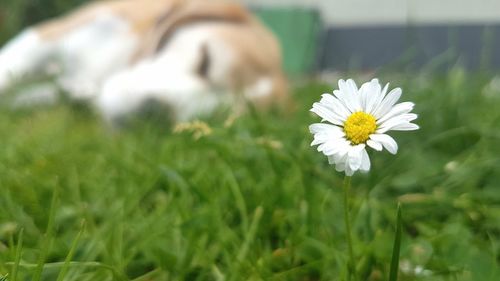 Close-up of white daisy flower