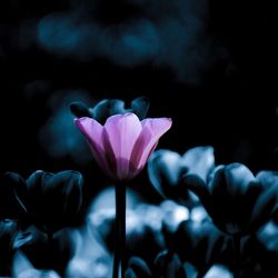 Close-up of pink flowers blooming at night