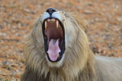 Close-up of cat yawning