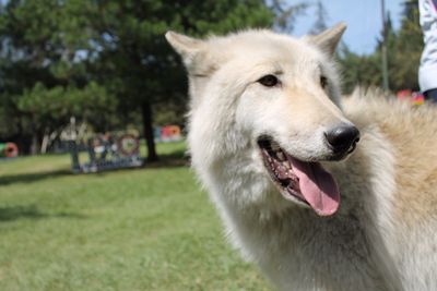 Close-up of dog on grass