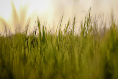 Close-up of stalks in field