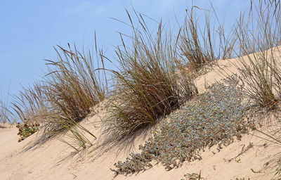 Plants on sand at beach against sky