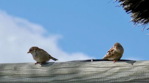 Low angle view of birds perching on wood against sky