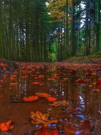 Reflection of trees in lake