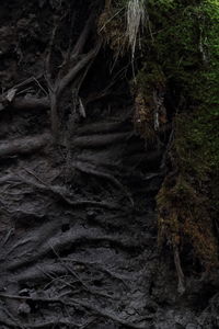 Close-up of tree roots in forest