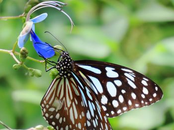 Close-up of butterfly on plant