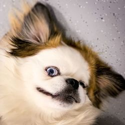 Close-up portrait of a dog at home