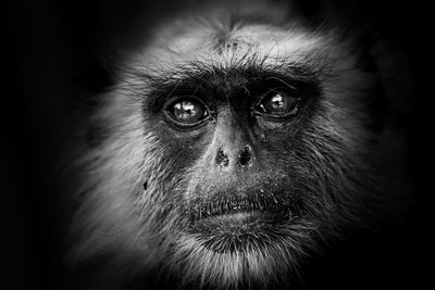 Close-up of a monkey looking away