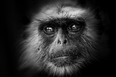 Close-up of a monkey looking away