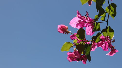 Close-up of pink cherry blossoms against clear sky