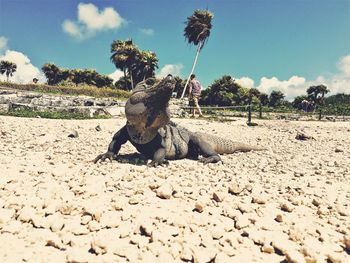 Iguana at beach with man in background on sunny day