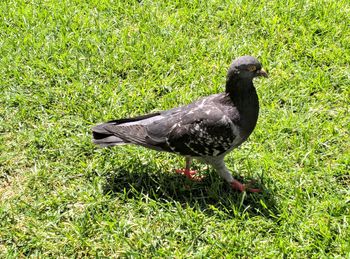 Duck on a field