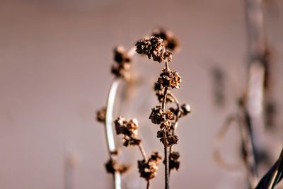 Close-up of wilted flowering plant