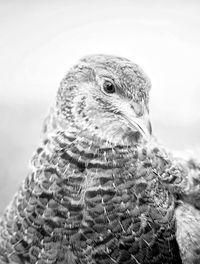 Close-up of a bird