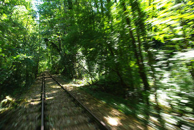 Low angle view of trees in forest