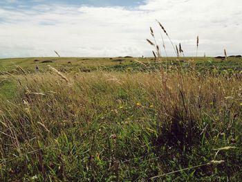 Scenic view of field against sky