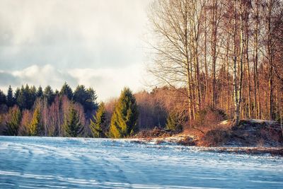 Scenic view of forest against sky during winter