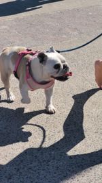 View of dog standing on road