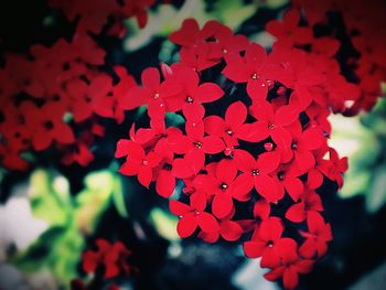 Close-up of red flower