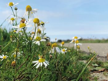 Close-up of fresh yellow flowers on field against sky