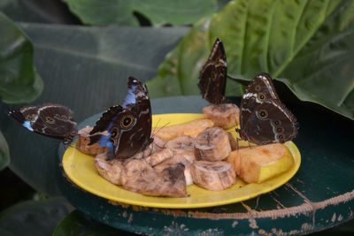 Close-up of fish in plate