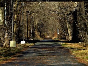 Dirt road amidst trees in forest