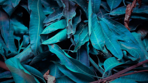 Full frame shot of green leaves