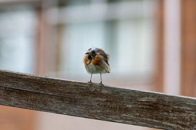 Close-up of bird perching on wood