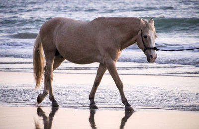 Horse walking on beach