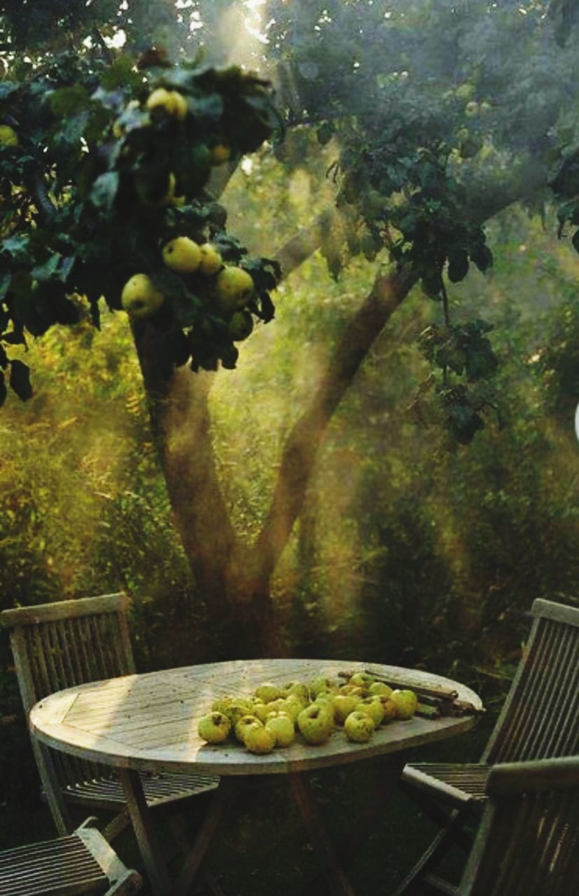 food, food and drink, healthy eating, fruit, tree, green color, day, outdoors, no people, olive, basket, vegetable, table, freshness, plate, granny smith apple, nature, wineglass, ready-to-eat, close-up