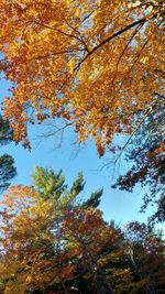 Low angle view of autumn trees