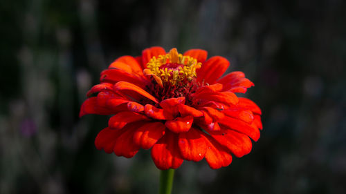 Close-up of red flower