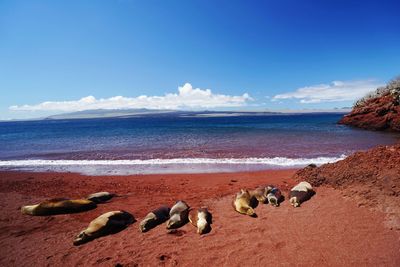 Sea lions lying on sea shore against sky