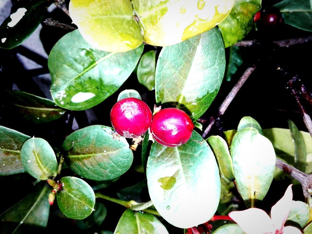 CLOSE-UP OF FRUITS