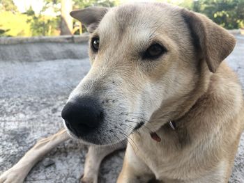 Close-up portrait of dog