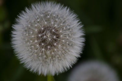 Close-up of dandelion flower