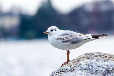 Seagull perching against sky